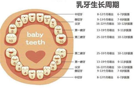 下牙|32颗牙齿分布图解及名称